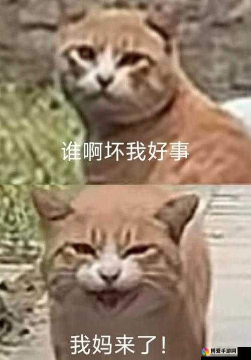 啊哈哈啊哼,啊：笑对人生的豁达与坚韧