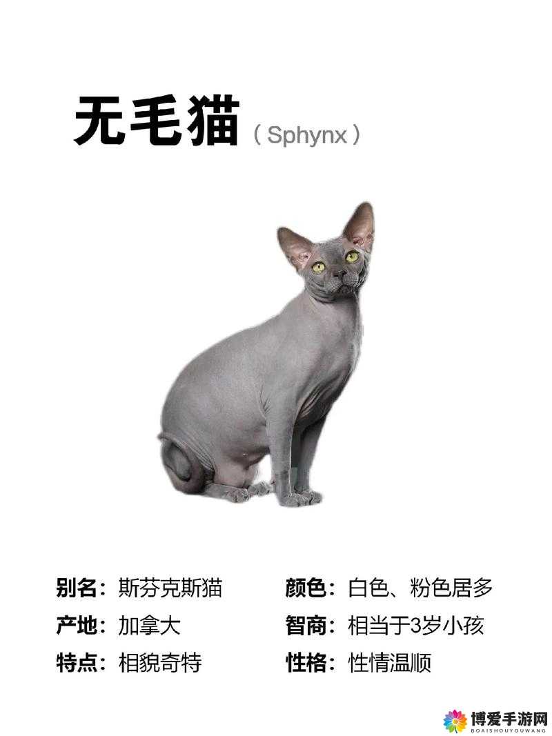 欧美无毛：探寻独特宠物品种的神秘魅力与饲养要点